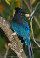 06-Jay... She loved birds!  Steller's Jay in Coquitlam