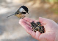 07-Chickadee... Ingrid feeding a chickadee at the Reifel Bird Sanctuary