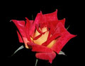 11-Ingrid_Rose... George's rose named 'Ingrid'