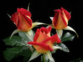 12-Ingrid_Rose... George's rose named 'Ingrid'
