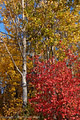 50D_WA08-00963...