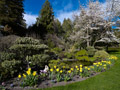 P45_BC09_00171... UBC; Nitobe Gardens; Botanical Gardens