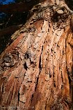X100V_BC20_00635-c1