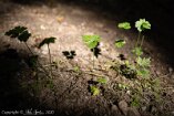 R5_BC20_01077