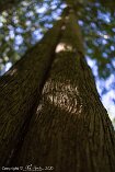 R5_BC20_01090