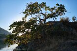 X100V_VI21_00027-c1