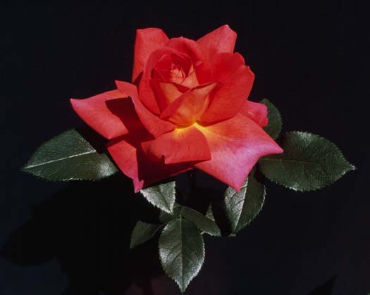 Buffy_Single