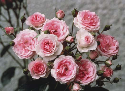 Light_Shades_of_Pink