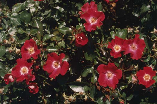 Scarlet_Pearl_Plants