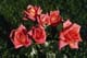 Buffy_Group_1