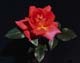 Buffy_Single