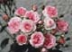 Light_Shades_of_Pink
