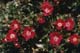 Scarlet_Pearl_Plants