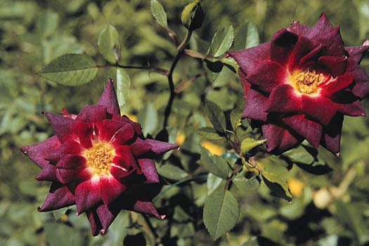 Rubies