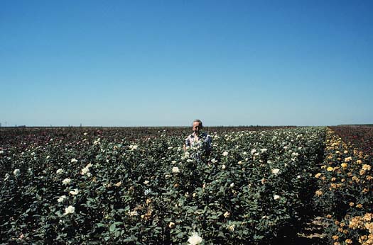 field_of_cws