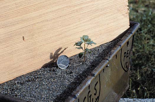 seedling