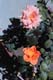 seedlings_73