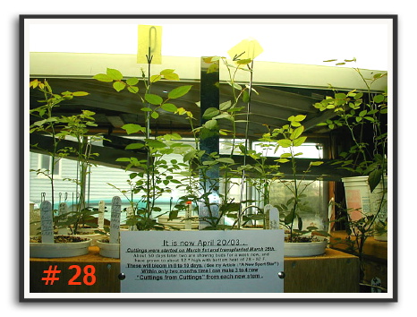 P28.jpg