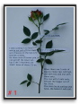 P01.jpg