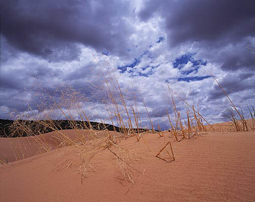 03 Dried Grass on Dunes