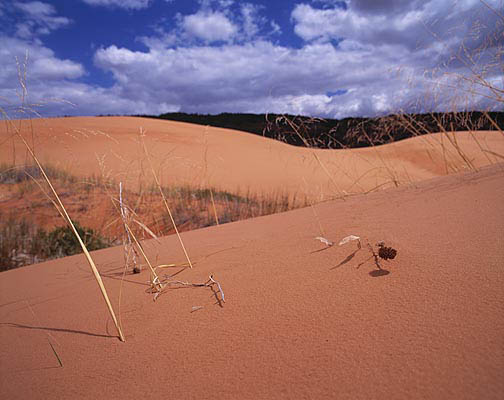 05 Twigs in Sand