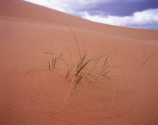 06 Grass Tracing in Dunes