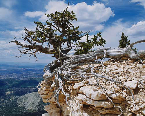 20 Powell Pt Gnarled Tree