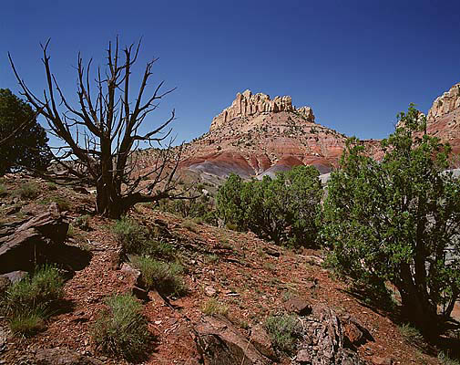 25 Burr Trail Tree and Mesa