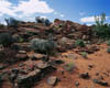 02 Snow Canyon Garden