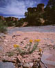 32d Yellow Flowers