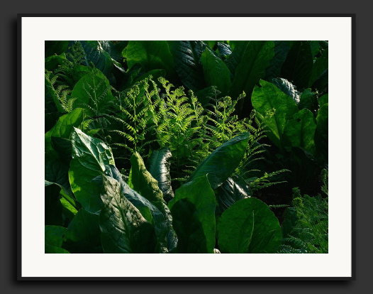 x1_greenery.jpg