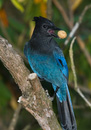 Image: 06-Jay