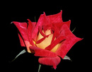 Image: 11-Ingrid_Rose