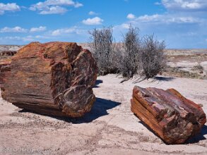 2024 Southwest - Day 11 - Petrified Forest NP Images 1-5 are from the ghost town of Rice, California. There's a "shoe tree", or in this case, rather than a tree we...